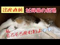 妊婦猫さくらの妊娠経過〜もうすぐ出産になりそうな今日この頃〜【猫】【妊婦】【野良猫】【保護猫】