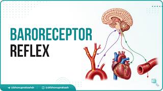 9. Baroreceptor Reflex | Blood Pressure Regulation | USMLE Step 1 ⚡📈