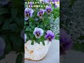 【ガーデニング】おすすめ＆お気に入りのパンジービオラ🌼#shorts