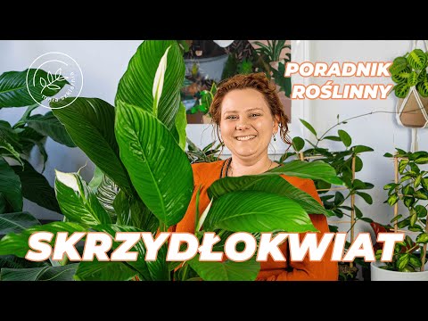 Wideo: Jak Dbać O Spathiphyllum