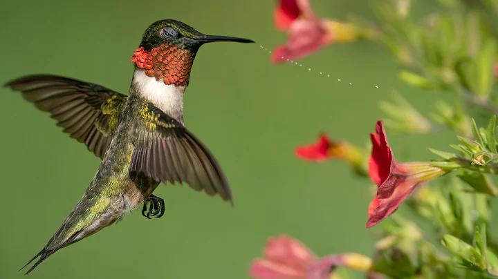 Hummingbirds Breeding Zones and Migration Routes in North America (Narrated Video)