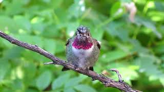 Breeding Migration Patterns: 8 Hummingbirds in North America (Narrated)