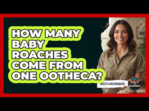 How Many Baby Roaches Come From One Ootheca Insects And Invaders