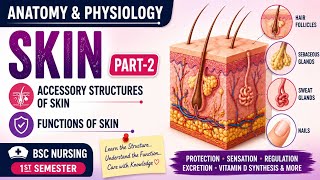 functions of skin | Integumentary system | #Bscnursing #nursingnotes #yt