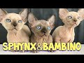 Lovely Sphynx Cat & Bambino Cat Compilation : Канадский сфинкс & Бамбино кошка