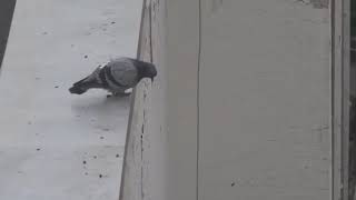 Suicidal pigeon|Sucide d'un pigeon