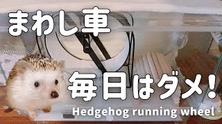Hedgehog running wheel