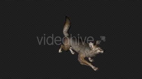 Coyote Attack Pack02 4 In 1 | Motion Graphics - Envato elements