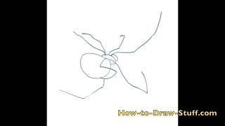 draw black widow spider   how to draw a black widow spider