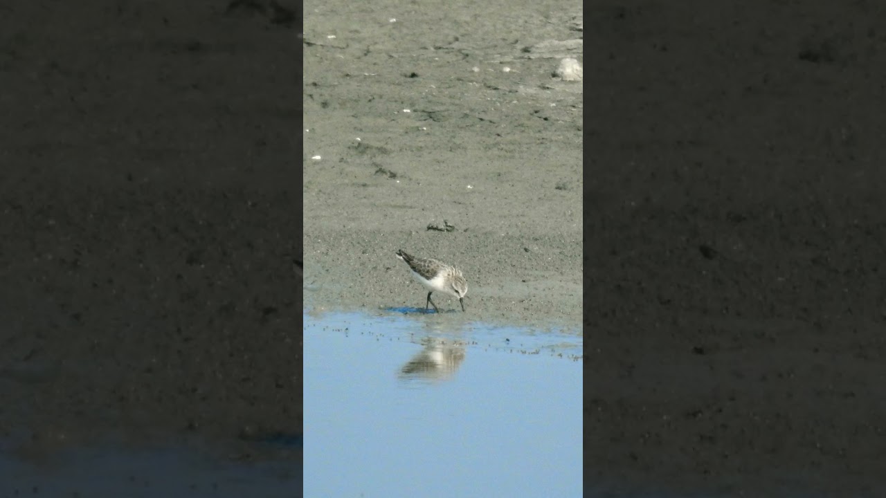 Little stint