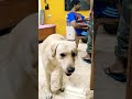 സ്നേഹം അതല്ലേ എല്ലാം #bubblu #pets #cute #love #massage #mamabhanjalove #peace #masti #night #achan