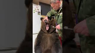 Man brushes bears teeth