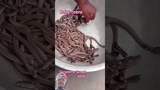 Kovra Sap youtubeshorts shortsvidoes viral shortsvidoes