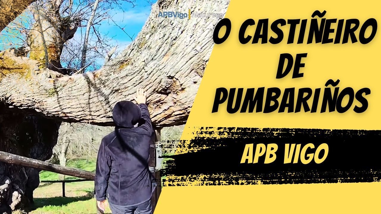 O Castiñeiro de Pumbariños. #galicia #apbvigo