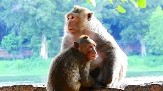 Master Angel Mommy Monkey Soft Massage With Warmth By mom hand screenshot 2
