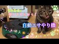 【自動エサやり機】留守番猫ちゃんにエサをあげたい Automatic Pet Feeder