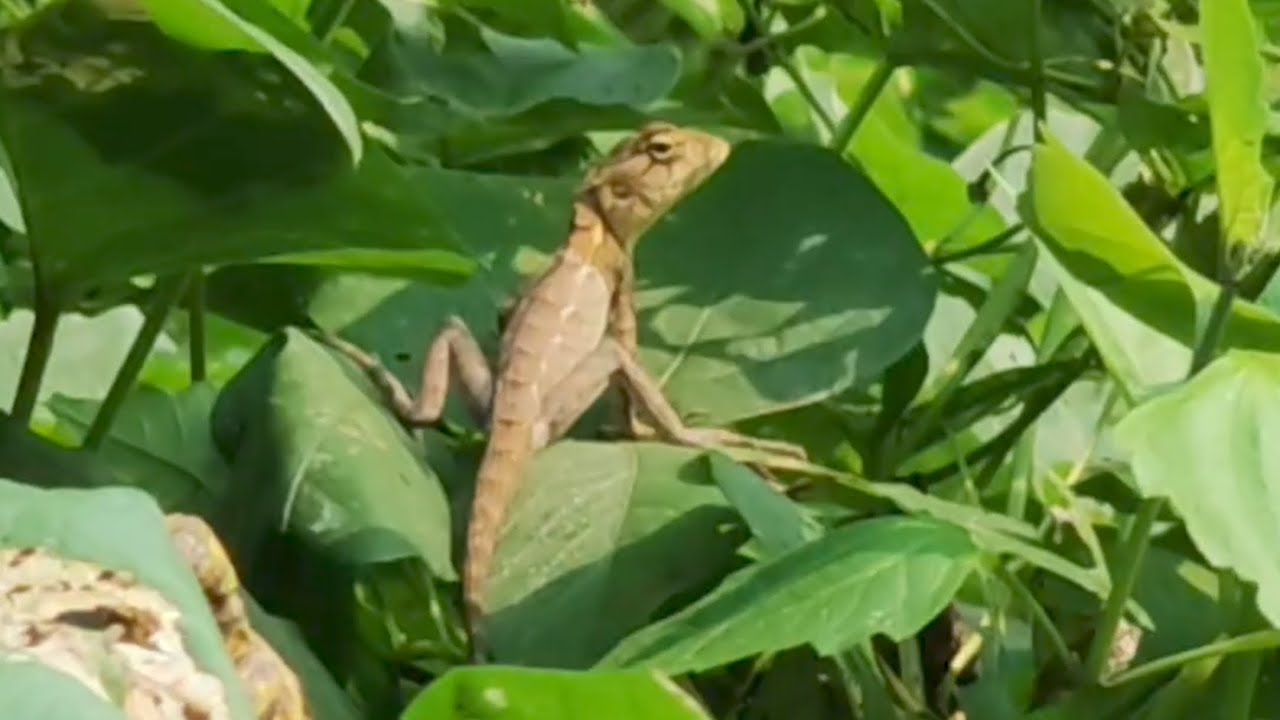 Common Garden/ Forest lizard of India | Calotes