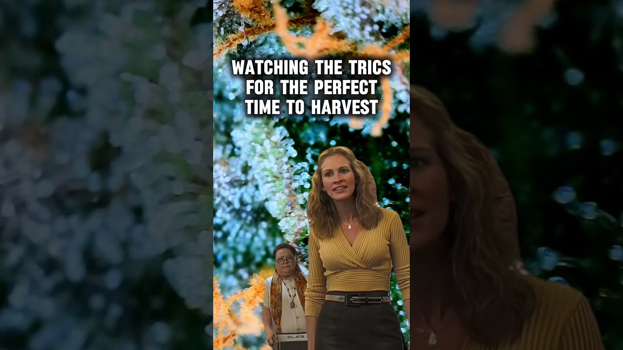 The one true way to tell when it's harvest time - the trichomes! 🔍
