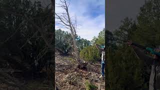 Timberrrr! #offgridcouple #livingoffgrid #dailyshorts #tree