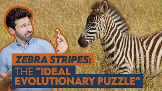 Why do zebras have stripes? It's complicated.