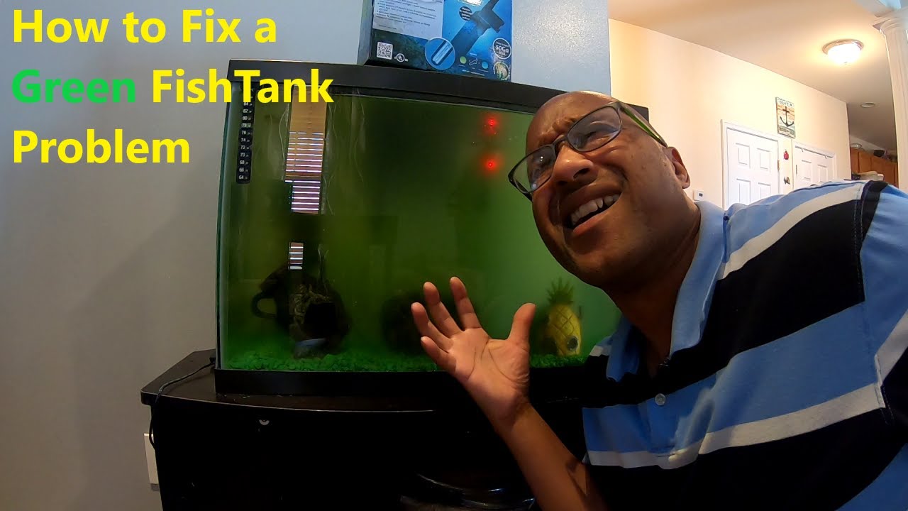 Get Rid of Green Aquarium Water with this Amazing Device YouTube