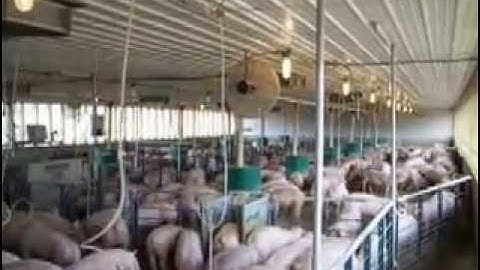 Osborne Weight Watcher™ Growth Management Auto-Sort Pig Sorting System