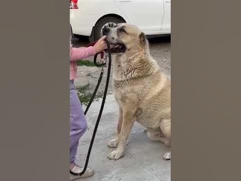 ВИНИПУХ НЕ ПРОЛЕЗ !) - YouTube