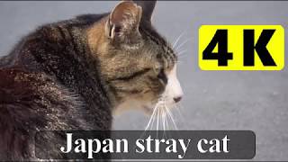 japan straycat Free range 4K 01