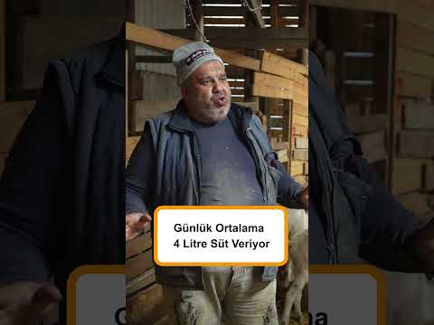Keçilerde Günlük 4 LT Süt Verimi Aylık 210.000 TL Gelir