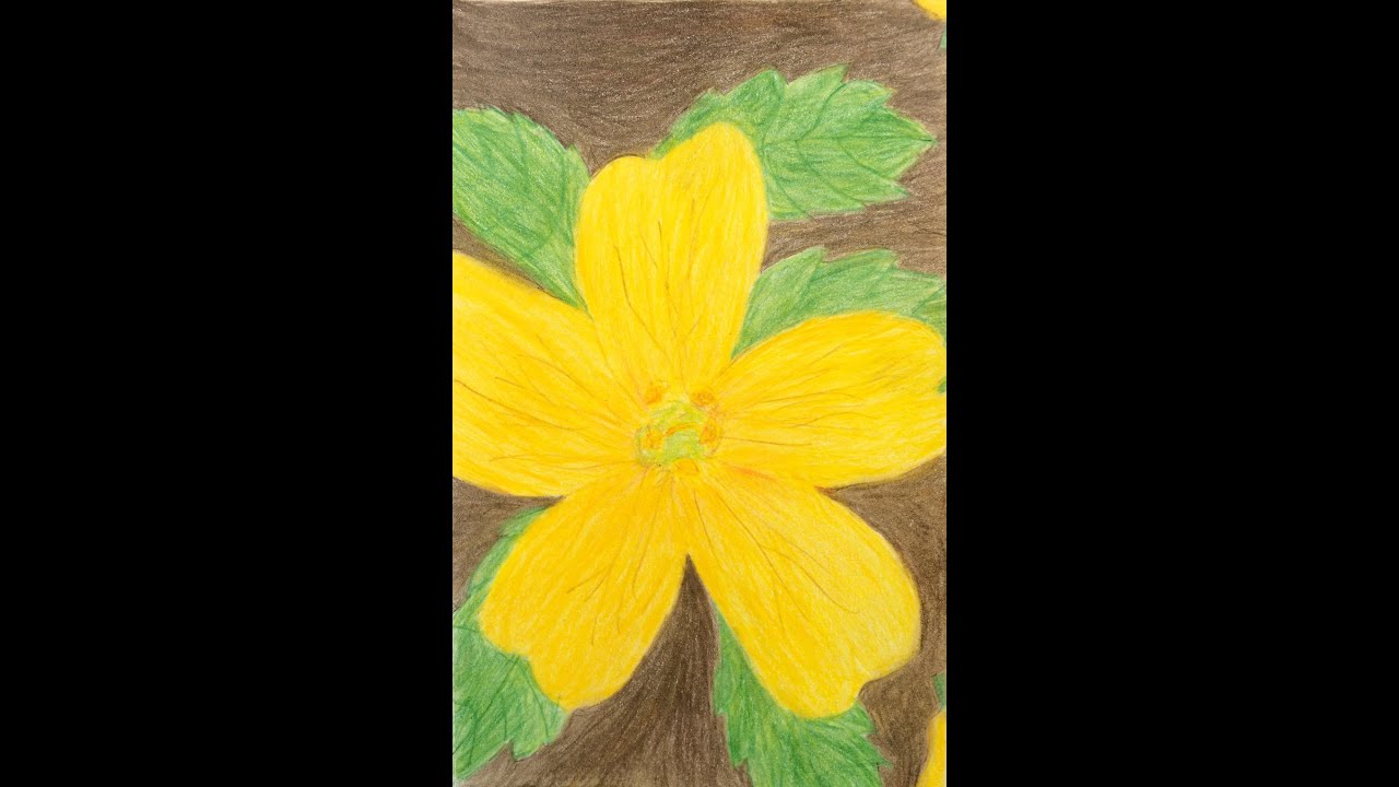 Дамиана — это гораздо больше, чем просто растительный афродизиак.