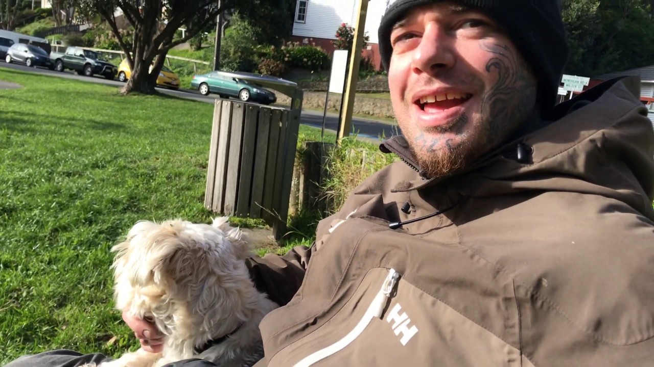 Meeting Curious Canines