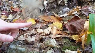 Short Myco-clip: Lycoperdon ("wolf fart") puffball puffing spores