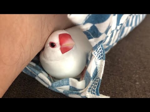 【文鳥】お父さんがなでる事は絶対に許さない！怒るハクちゃん【Java sparrow】I won't allow you to pet me！