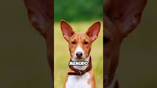 Por esta razón el Basenji no ladra 😮🐶👀 #dog #mascotas