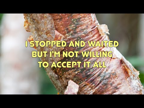 Idlewild - These Wooden Ideas (with Lyrics)