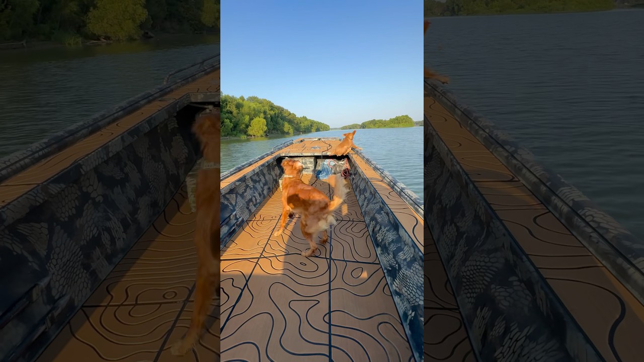 Life is better with dogs 