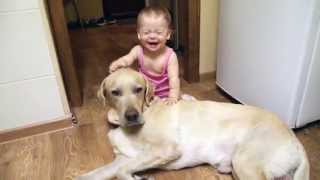 Baby Girl playing with Labrador Retriever