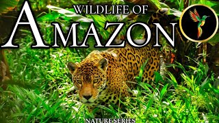 Wildlife of Amazon 4K - 4k video scenic relaxation | Amazon Rainforest | Relaxation Film
