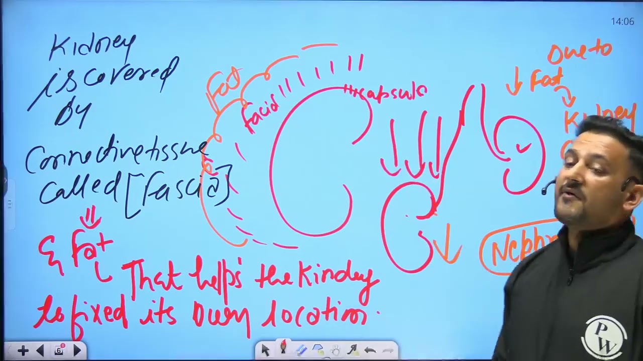 4 Renal System 04   Anatomy physiology of Renal System Part 3    DPP