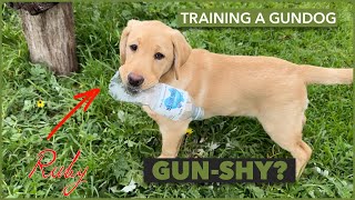 Nurturing Ruby's Skills: Episode 2 - Food Discipline and Rifle Training | Progress with John Peek by CHASA - Conservation And Hunting Alliance of SA 185 views 8 months ago 6 minutes, 3 seconds