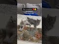 Persian cat in lucknow #allahabad #comedy #ayodhya #tiktok #youtube #reels