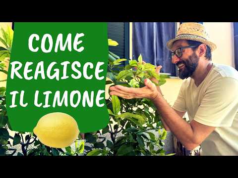 Video POTATURA DEL LIMONE: come la pianta reagisce ai tagli di potatura