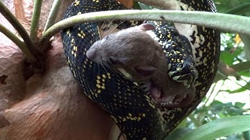 Diamond Python eats baby rat