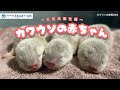 【コツメカワウソの成長2024】カワウソの赤ちゃんが生まれました!【サンシャイン水族館】