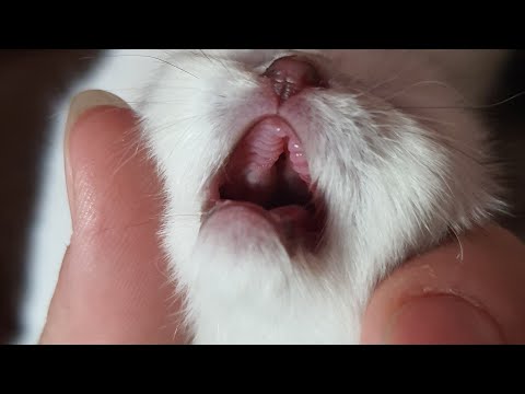 Видео: Расщелина неба у кошек и котят