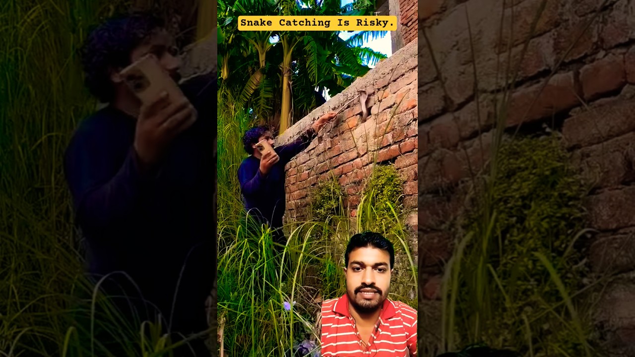 Snake Awareness While Trying To Catch Snakes 