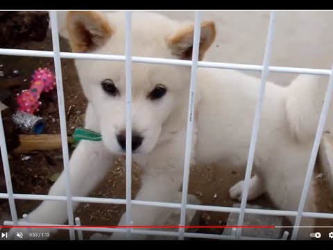 귀여운 새끼 진돗개와 엄마진돗개의 <strong>손님</strong> 맞이..A cute baby Jindo dog <strong>and</strong> a mother Jindo dog are welcoming guest... Jeonju