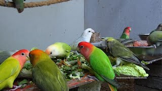 Peach-faced Lovebirds - December 2022 - Three New Lovebirds