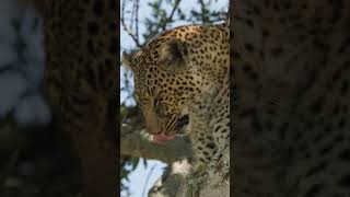 Beautiful leopard Bahati descending from a tree to go for a drink #leopard #kenya #entimcamp
