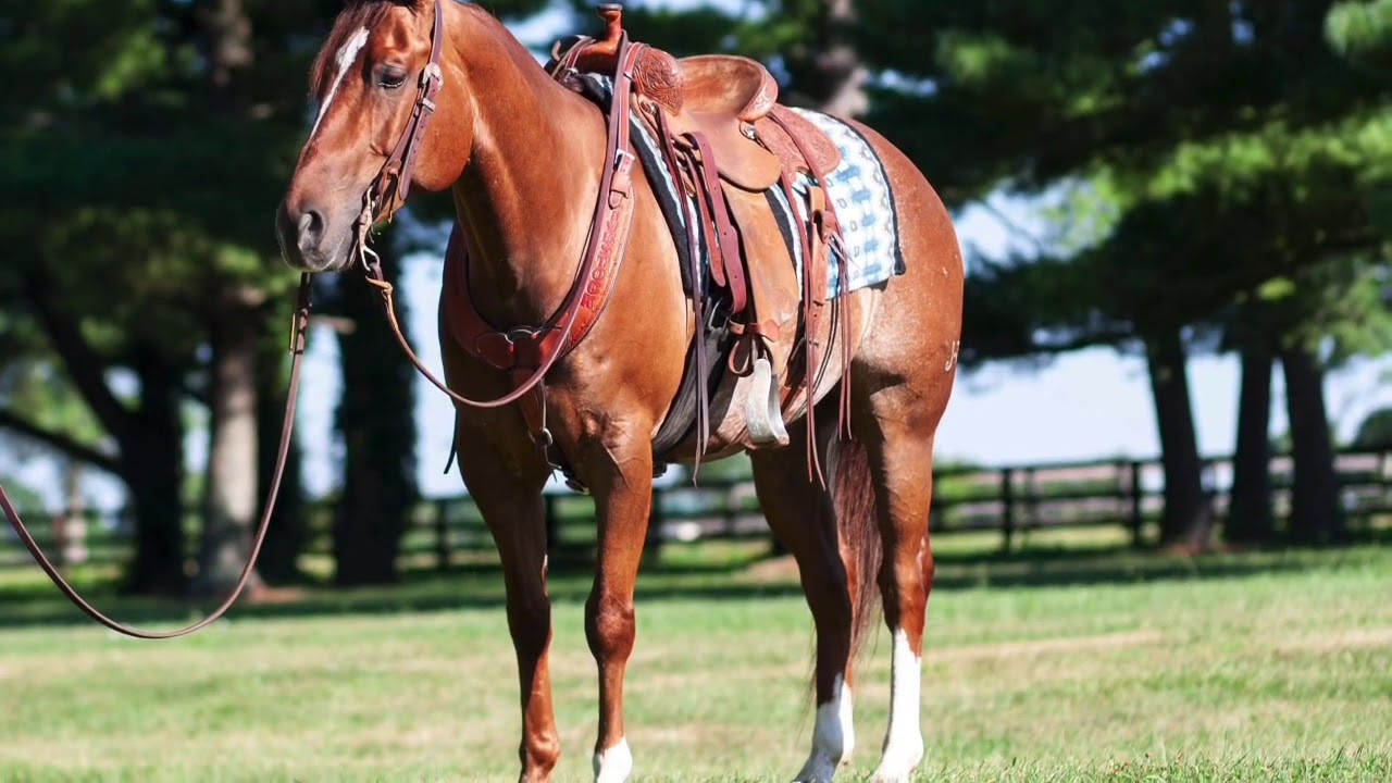 Lot 60 Fuego Del Rey offered by Waugh Livestock at Best of Texas